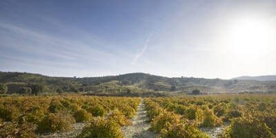 Bodegas Tagonius