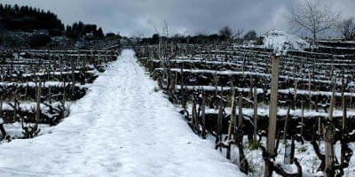 Tenuta delle Terre Nere